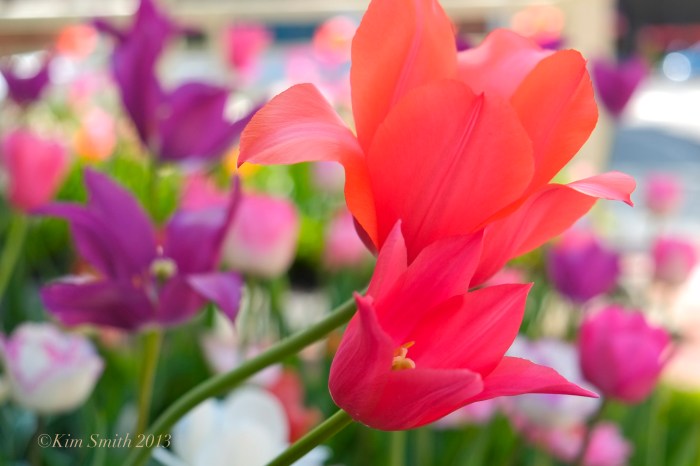 Tulips ©Kim Smith 2013