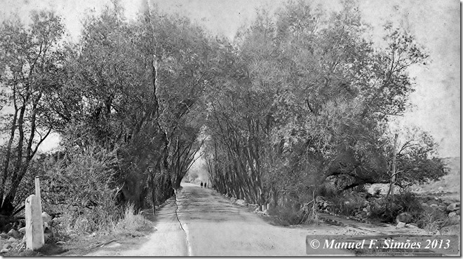 Willow Lane Photo (2)