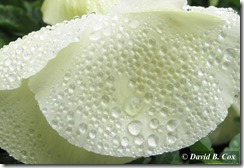 @013May Florals & Willie 003