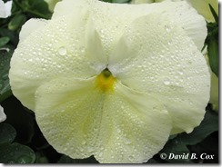 @013May Florals & Willie 006