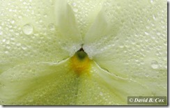 @013May Florals & Willie 008