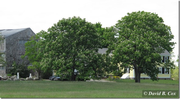 2013May Meanderings Cannon 011