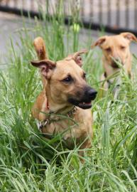 adopt, dog, aisha, pet of the week