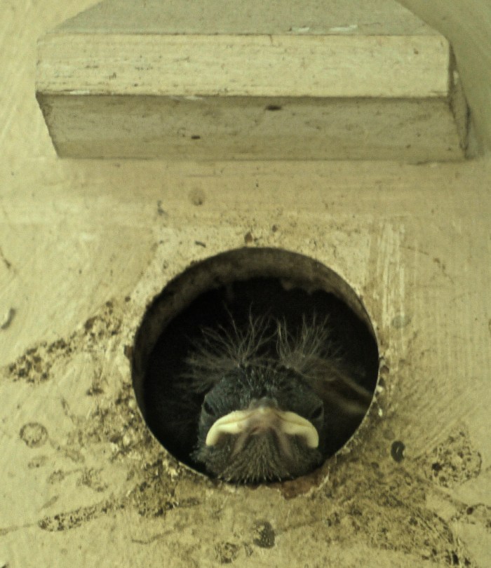 Ann Kennedy wren photo-2