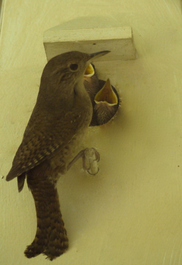 Ann Kennedy wren photo-3