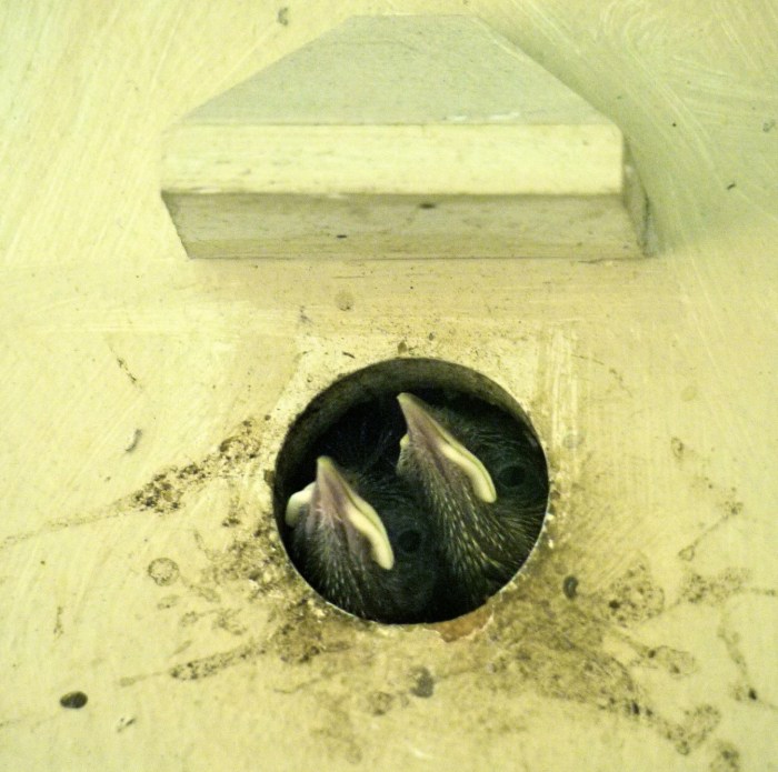 Ann Kennedy wren photo