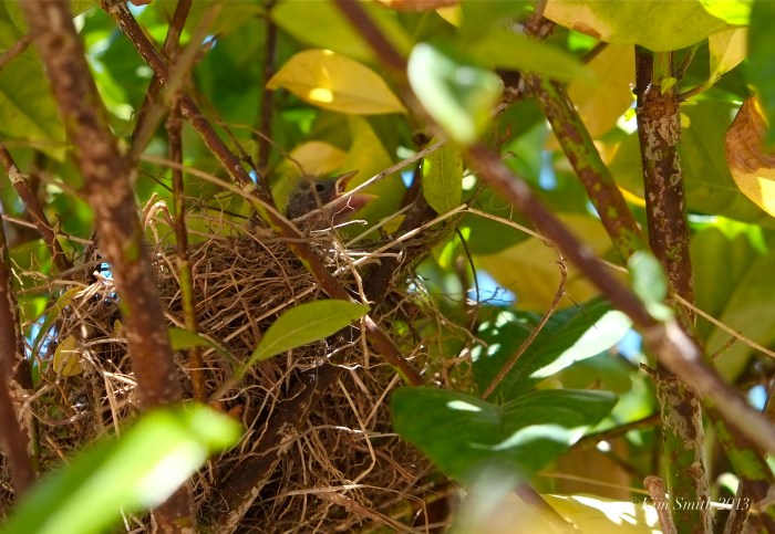 Baby Chipping Sparrow ©Kim Smith 2013