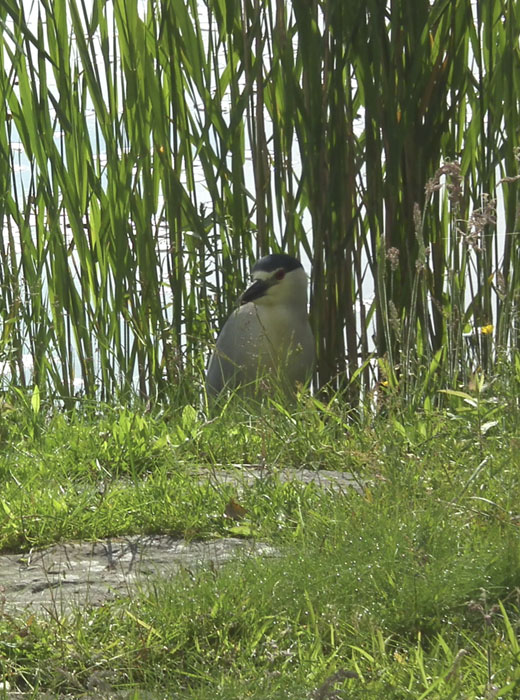 black crowned night heron at niles pond