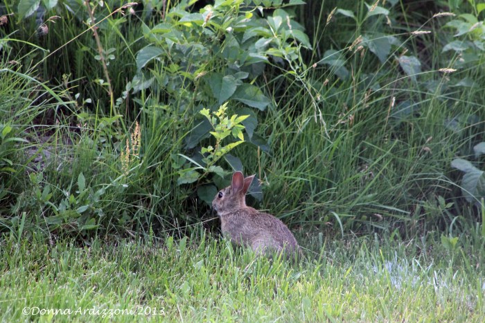 Bunny eating Clover at Magnolia Beach