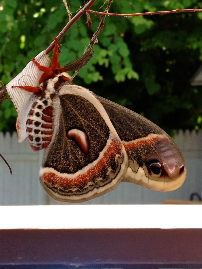 Cecropia moth Christine Morey photo