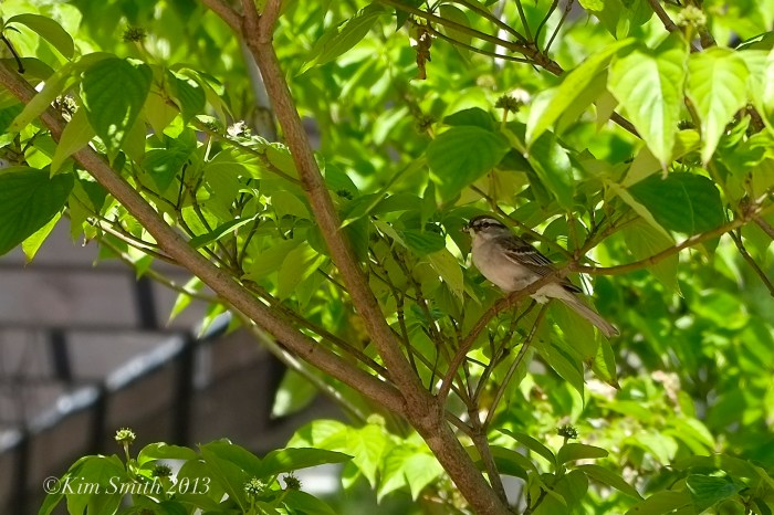 Chipping Sparrow