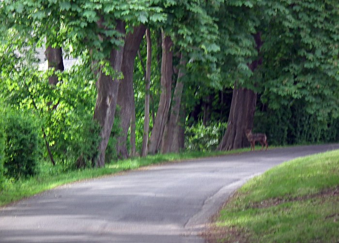 coywolf on Eastern Point