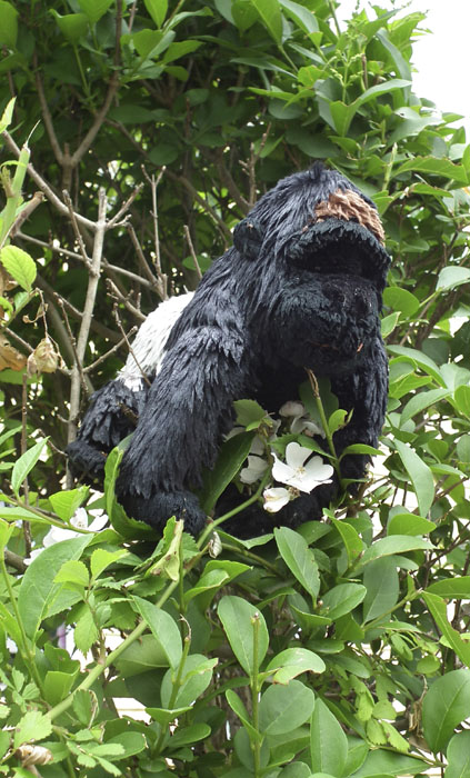 gorilla in our midst