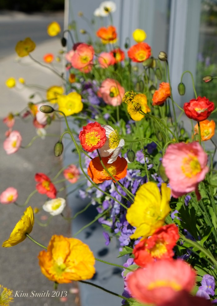 Icelandic Poppies sunny day ©Kim Smith 2013 copy