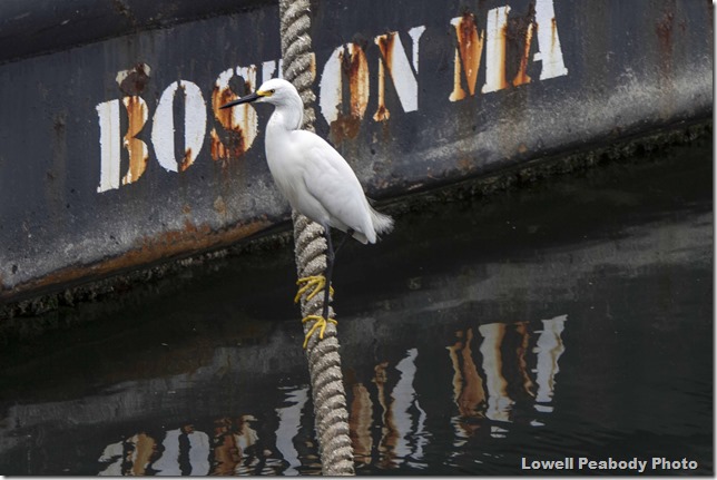 IMG_9155 as Smart Object-1