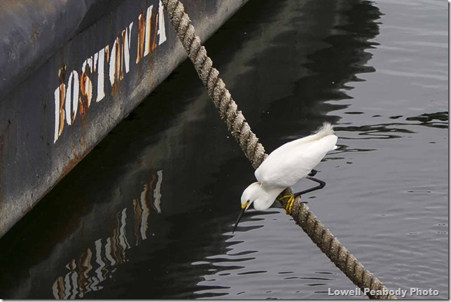 IMG_9200 as Smart Object-1