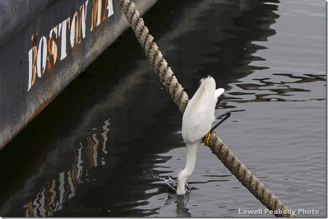 IMG_9201 as Smart Object-1