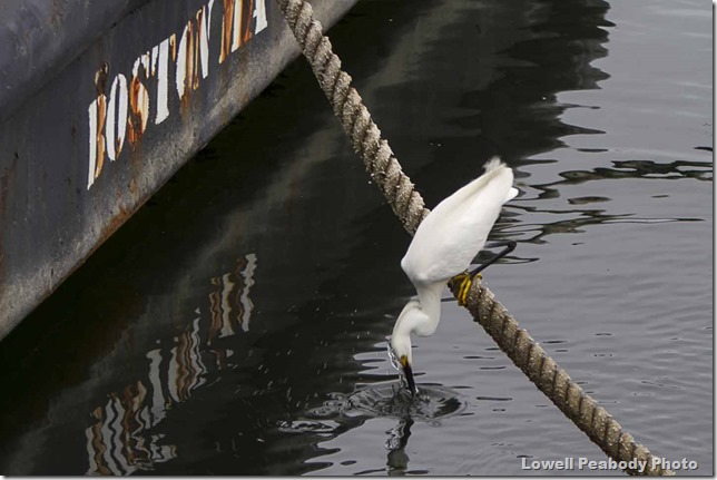 IMG_9202 as Smart Object-1