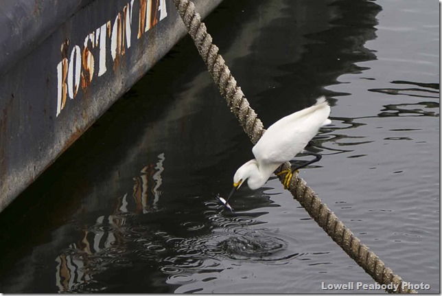 IMG_9203 as Smart Object-1