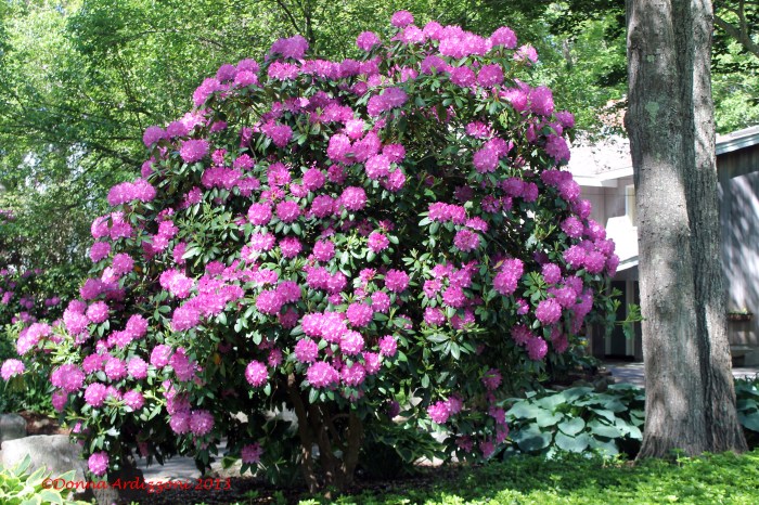 June 4, 2013 now that is a rhododendron