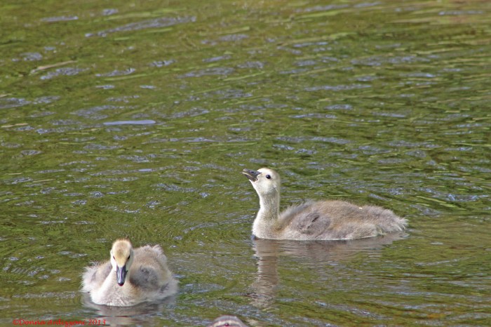 June 5, 2013  Baby Goslings are growing up