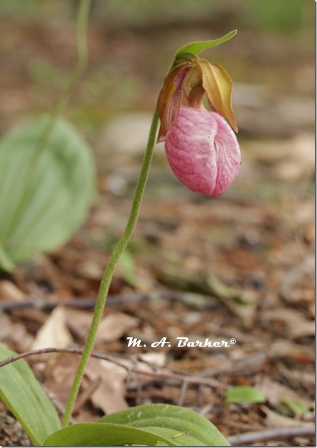 lady slipper 1