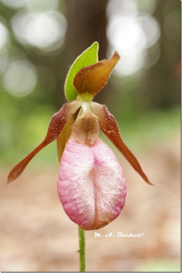 lady slipper 2
