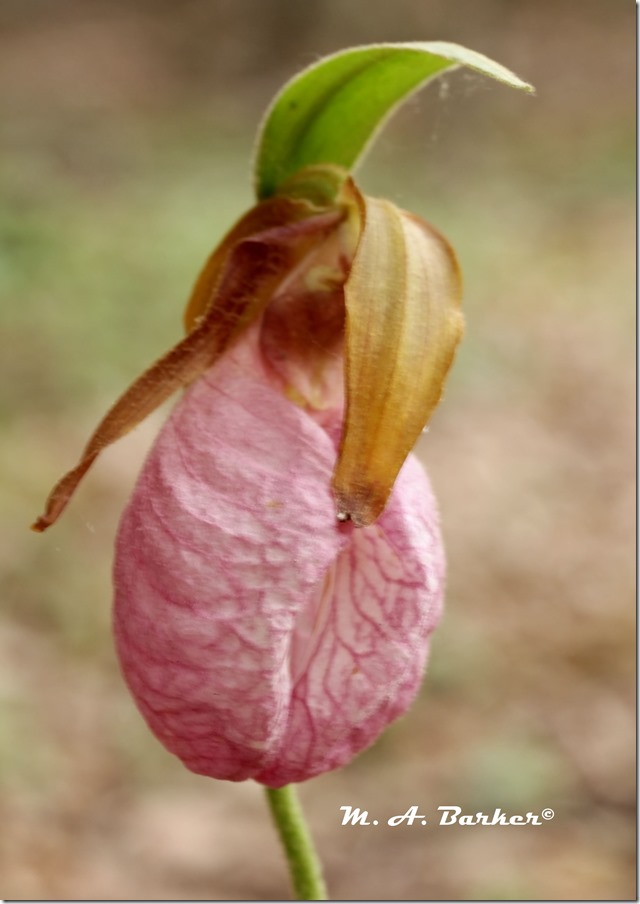 lady slipper