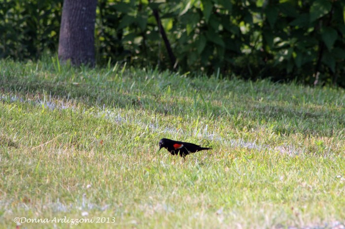 Red winged Black bird at Manolia Beach