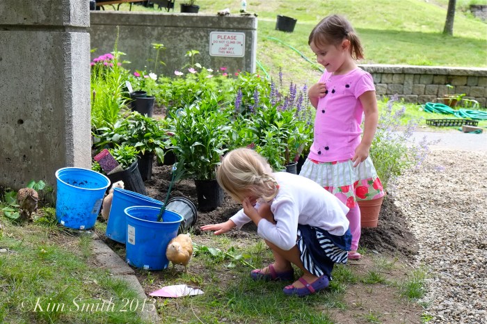 SHED Children's Campus chickens and kids ©Kim Smith 2013