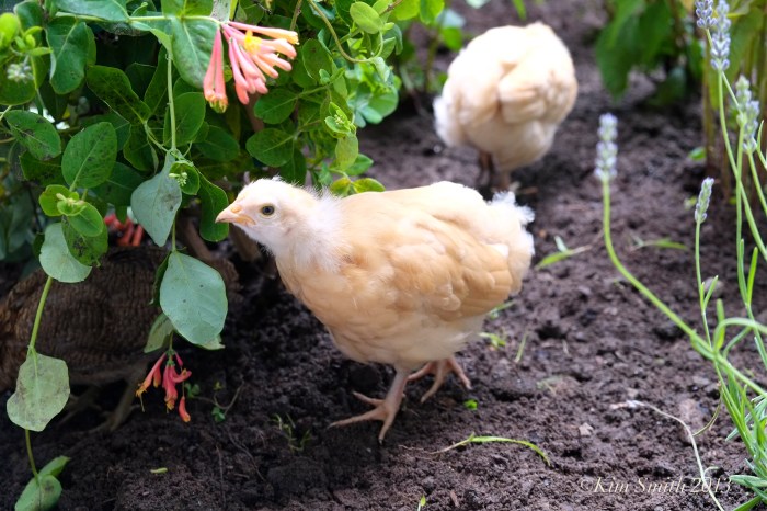 SHED Children's Campus chicks © Kim Smith 2013