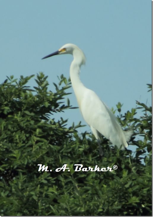 snowy egret female