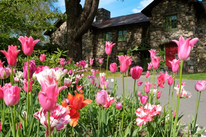 Spring Tulips ©Kim Smith 2013 -1