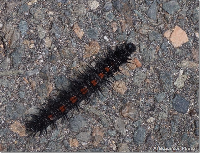 Zooming down Rogers St