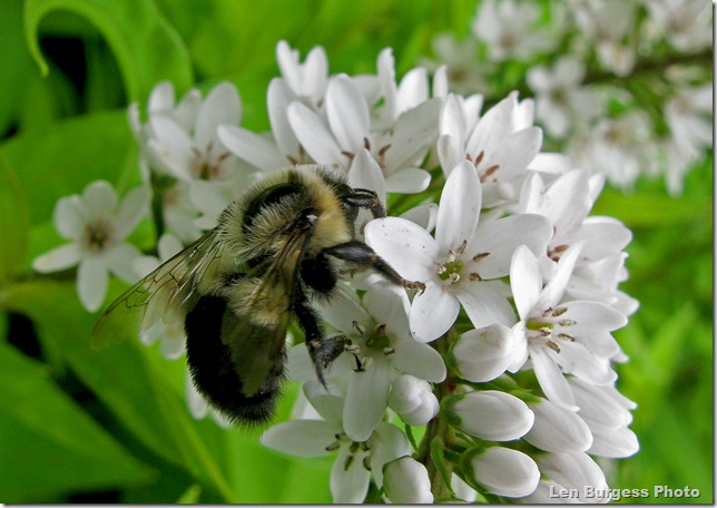 BeeOnLoostrife(b)_8298