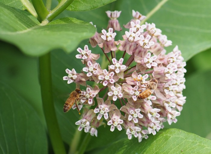 Al Bezanson photo milkweed