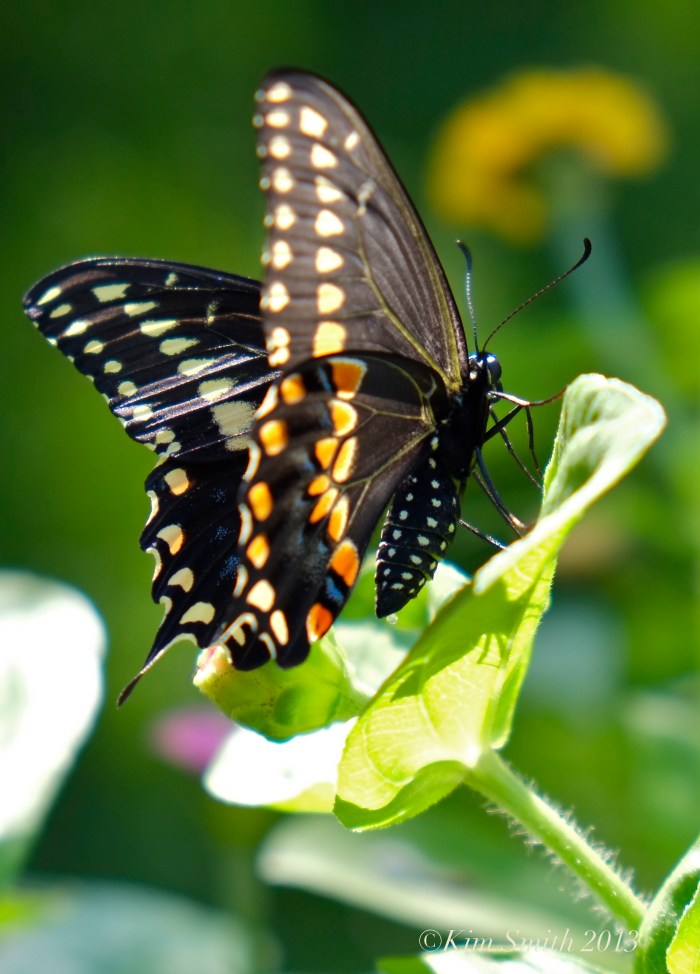 Black Swallowtail Butterfly Male ©Kim Smith 2013