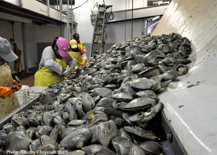 ChapmanShuckingPhoto