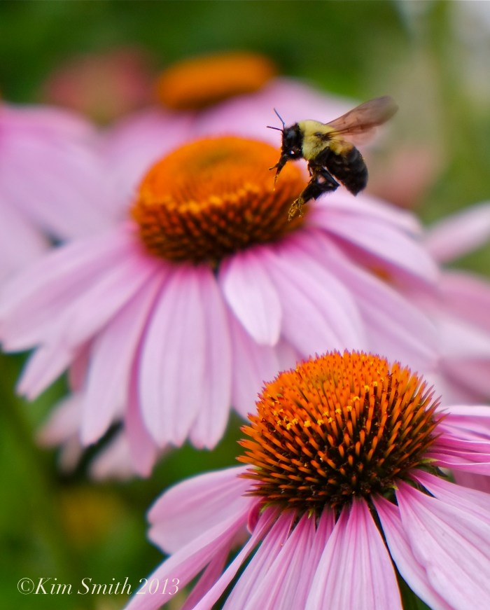 Coneflower and Bee -2 © Kim Smith 2013