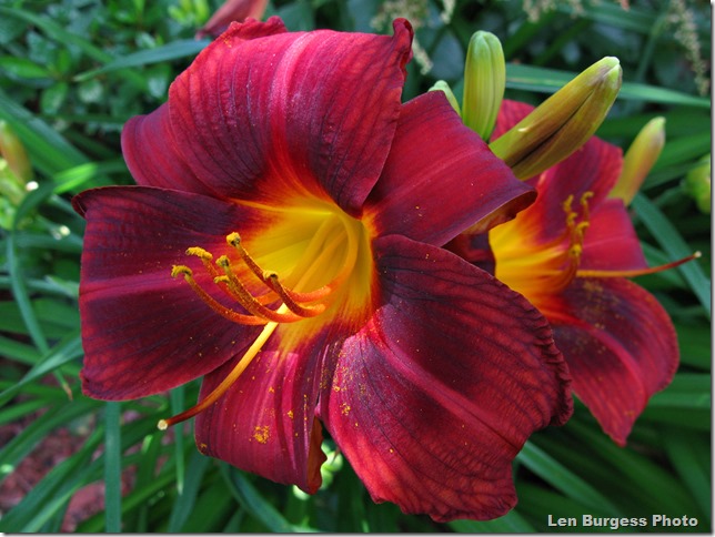 DayLilyCrimson(c)_8397