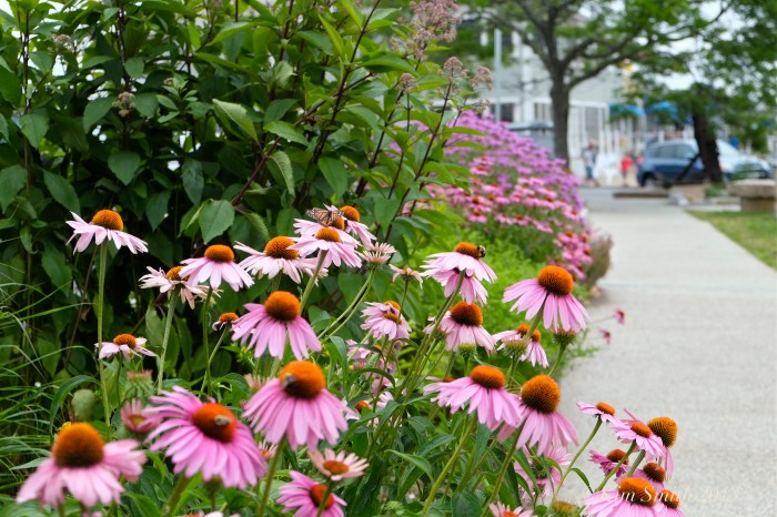 Gloucester HarborWalk ©Kim Smith 2013