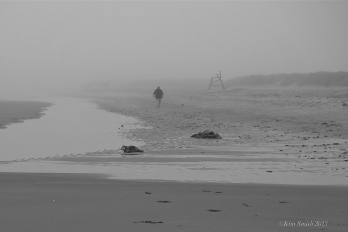 Good Harbor Beach Harbor Seal ©Kim Smith 2013