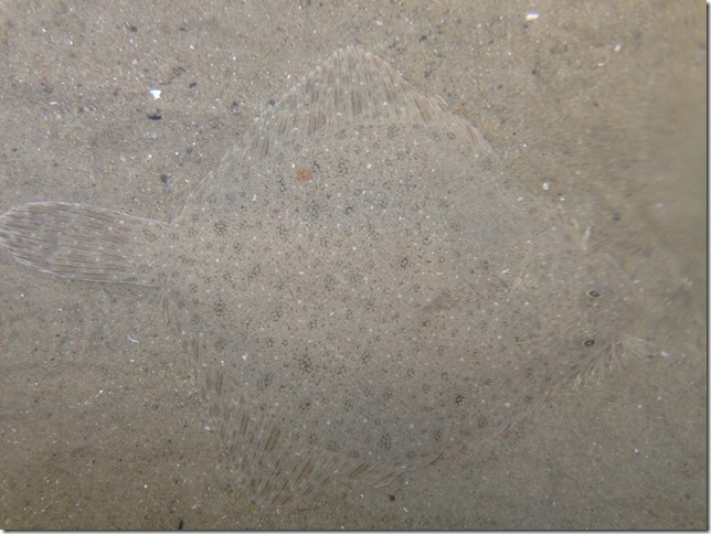 Windowpane Flounder at Maritime Gloucester’s Aquarium – Good Morning ...