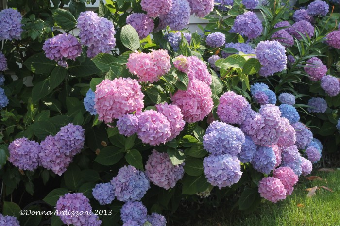July 10, 2013 beautiful Hydrangeas