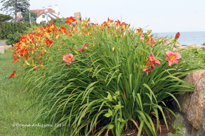July 2, 2013 Tiger Lillies on Shore Road