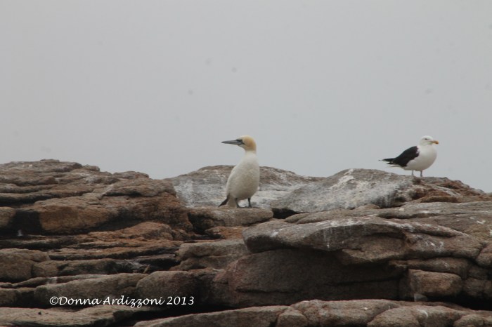 July 26, 2013 What is this cute little sea bird