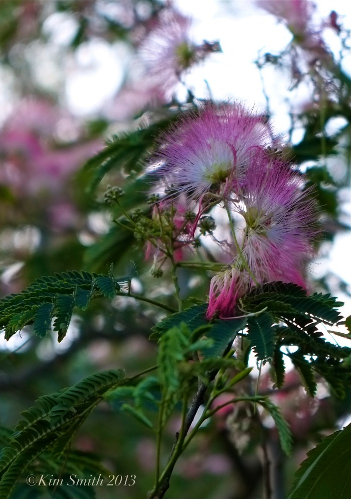 Mimosa Tree ©Kim Smith 2013