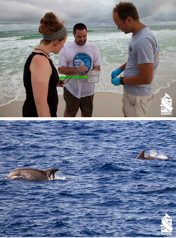 ocean alliance2 copy