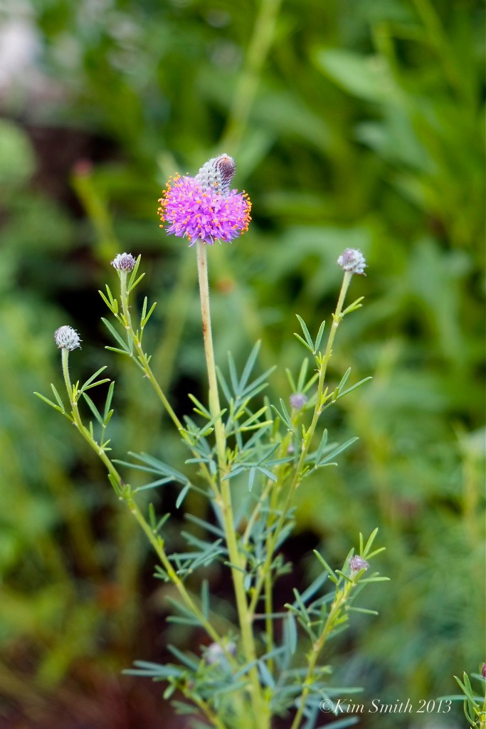 Purple Prairie Clover Dalea purpurea © Kim Smith 2013 copy