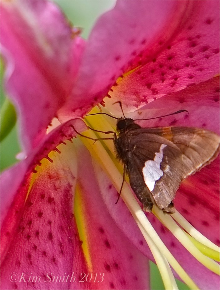 Silver-spotted Skipper -2 ©Kim Smith